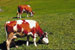 Live Stock Farming Pollution Affects Health of Children and Increases Infant Mortality