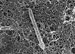 Organism Found Living Alone Almost 3km Beneath the Surface of the Earth