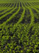 Biofuel Standards Needed to Protect the Environment