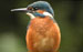 Animals Responding to Climate Change and Biodiversity Loss