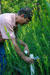 Thousands of Willow Trees Reducing Fuel Pollution in the Ground as they Grow