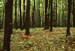Climate Change and Acid Rain Could Be Good for Forests