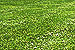 Study to Find Grass to the Power Bioenergy Era