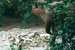 Roads Mean Death to Endangered Forest Elephants