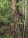 Living Fossil Tree Shows Scientists How Rain Forests Respond to Climate Change