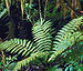 Patagonian Forest Fungus Produces New Type of Diesel Fuel, Myco-Diesel