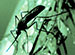 Airport Malaria Causing Problems in the US