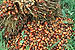 Sustainable Palm Oil Shipment Marks the Possible End of Rainforest Destruction
