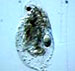 Aquatic Osteoporosis Found in North American Lakes