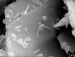 Microbes Can Generate Electricity and Clean Up Pollution