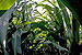 Improving Carbon Footprint of Biofuels by Replacing Corn with Perennial Grasses