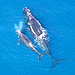 Ships to Slow Down and Protect Endangered Whales