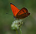 European Butterflies Face Threat from Climate Change