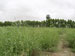 Study Shows How Salt Water Irrigation Works