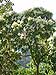 Shade Grown Coffee Has Benefits for Biodiversity