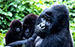 Congo Mountain Gorillas Seen in the Wild for the First Time in a Year