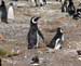Penguins Celebrate a Happy New Year