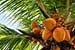 Car Parts Can be Made From Coconuts Say Researchers