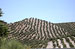 The Energy Efficiency of Andalusian Organic Olive Growing