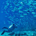 State of World's Oceans Shown in Movie, The End of the Line, at Sundance Film Festival