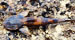 New Species of Climbing Fish Found in Venezuela