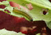 Natural Defences of Crops Against Predators