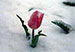 Volunteers to Track Climate Change by Obeserving Flowers Blooming