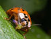 Evolution and Ecosystems May Protect Some Species Against Climate Change
