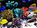 Increase in Atmospheric Carbon Dioxide Expected to Dissolve Coral Reefs