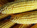 Renewable Energy Being Developed for Ethanol Industry
