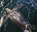 Modern Convenience of Plastic Bags Killing Prehistoric Leatherback Turtles