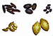 Researchers in Ghana Work to Create Biofuels From Native Tree Seeds