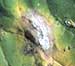 Green Pesticides Exploit Plant Defenses in Battle To Control Fungi Attacks on Crops