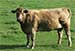 Climate Change May Put Livestock at Risk from Deadly Virus Outbreaks