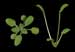 Plant Growth Discovery to Impact  Crop Production as Climate Change Advances
