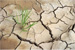 Rubber Technology From Dow Corning Helps Save Water on Plantations