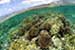Study of the Northwestern Hawaiian Islands Shows Fragile State of Coral Around the World