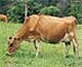Queensland Government in Australia to Fund Research Into Reducing Greenhouse Gas Emissions From Cattle and Sheep