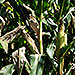 Funding Awarded to Make Fuel Precursors from Corn Waste