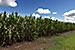 Ethanol From Sugarcane Already Meets California Low Carbon Fuel Standard