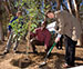 Campus Trees Mean Big Emissions Reductions for the University of California San Diego