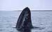 Oil and Gas Companies Halt Seismic Testing To Protect Critically Endangered Whales