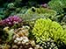 Some African Coral Reefs Shown to be Resilient to Climate Change