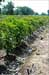 Large Scale Production of Jatropha Oil to be Accelerated by SG Biofuels Genetic Resource Center