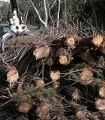 Turning Green Waste into Bio-crude