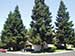 Save Energy With Shade Trees
