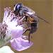 Researchers Report That A Pollination Crisis Caused By A Lack of Bees Is A Myth