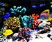 Coral Reefs May Be Saved By Proposed New Conservation Rules