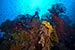 World's Largest Protected Marine Park One Step Closer As Coral Sea Becomes a Conservation Zone