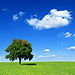 SolarBotanic Signs Deal On Energy Harvesting Artificial Trees